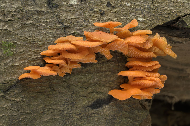 Favolaschia claudopus